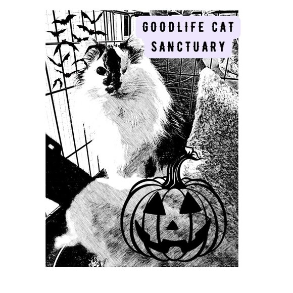 GOOD LIFE CAT SANCTUARY - Picture 1 of 1